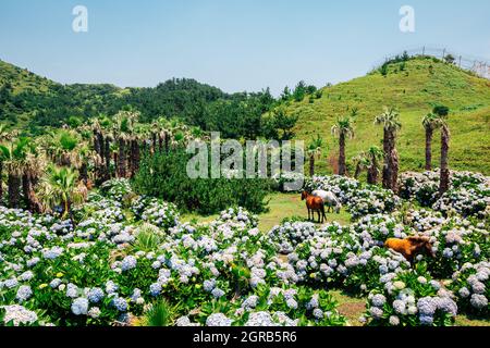 Songaksan montagna hydrangea campo di fiori e cavallo a Jeju Island, Corea Foto Stock