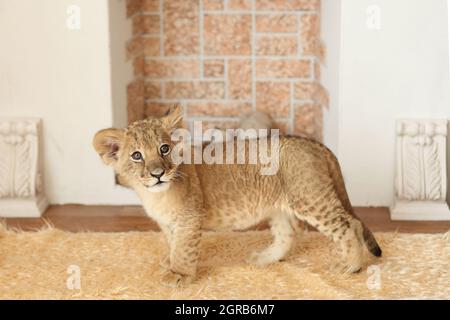 Ritratto di un bel cucciolo di leone nello studio. Leone piccolo sullo sfondo del camino. Foto di alta qualità Foto Stock