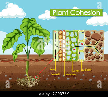 Diagramma che mostra la coesione dell'impianto Illustrazione Vettoriale