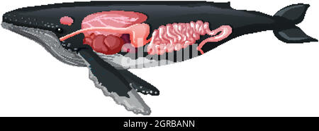 Anatomia interna di una balena isolata su sfondo bianco Illustrazione Vettoriale