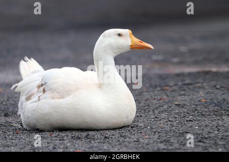 Anatra bianca seduta su pietra nera bella posa Foto Stock