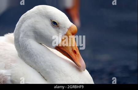 Primo piano con becco giallo anatra bianco e sfondo sfocato con spazio di testo Foto Stock