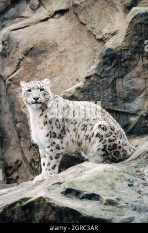 snow leopard (Panthera uncia), noto anche come oncia (ripresa nel 1997 su film 35mm) in un parco naturale Foto Stock