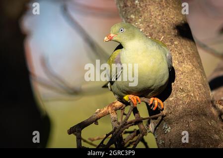 Pigeon Verde Africano, Treron calvus, su un albero di fichi indigeno, Grahamstown/Makhana, Capo Orientale, Sudafrica, 21 settembre 2018. Foto Stock