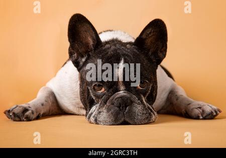 Studio immagine di un adorabile bulldog francese su sfondo giallo Foto Stock