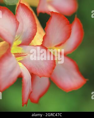 bel fiore di adenium (adenium obesum) in fiore Foto Stock