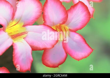 bel fiore di adenium (adenium obesum) in fiore Foto Stock