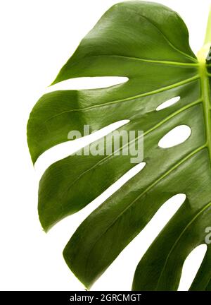 Monstera deliciosa, foglia di formaggio svizzero isolato su sfondo bianco Foto Stock