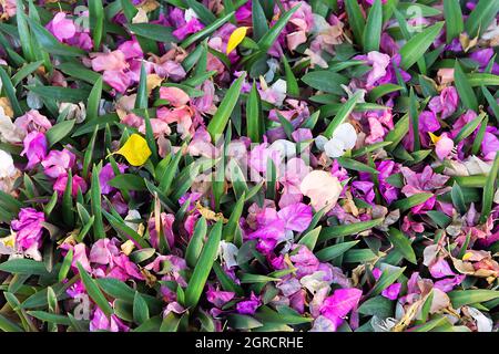 Disegno floreale, composizione floreale di foglie appuntite e fiori (bratti floreali) di bougainvillea. Bangkok, Tailandia Foto Stock