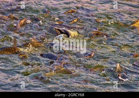 Le carpe cinesi (Ctenopharyngodon idella) sono allevate negli stagni del sud-est asiatico. Questi pesci reagiscono vividamente all'alimentazione, stabilimento di pesci dello stagno. Pesce gatto Foto Stock