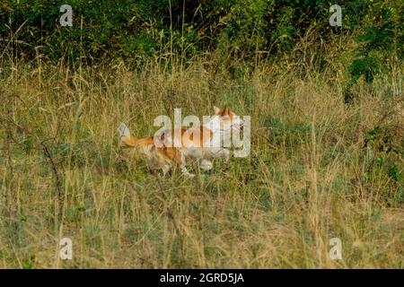 Un cane da pastore corre attraverso un campo con una bocca aperta in una giornata di sole. Foto Stock