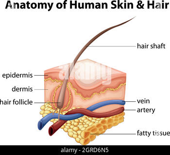 Anatomia della pelle umana e dei capelli Illustrazione Vettoriale