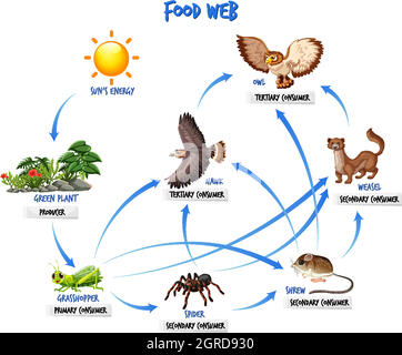 Concetto di diagramma della catena alimentare Illustrazione Vettoriale