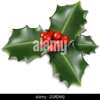 3d realistico vettore Natale vischio isolato su sfondo bianco. Illustrazione Vettoriale
