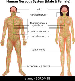 Sistema nervoso umano Illustrazione Vettoriale