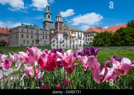 Fiore dei tulipani sulla collina del Castello reale di Wawel in Polonia Foto Stock