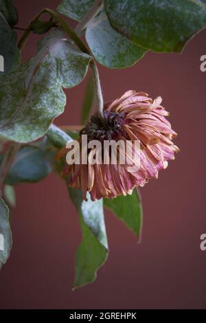 Teste di fiore morte e morente da un bouquet Foto Stock