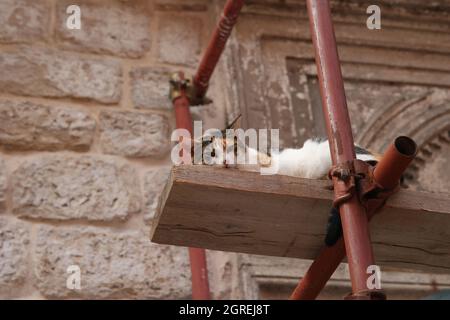 Il gatto si accoccola comodamente sul ponteggio Foto Stock