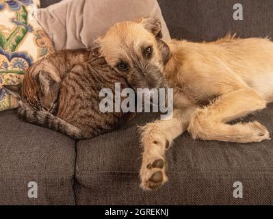 gatto e cane sul divano insieme rilassarsi e rilassarsi Foto Stock