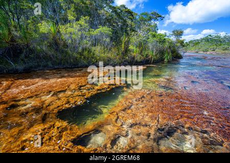 Scaffale di roccia poco profondo e piscine a tuffo sul lato a monte di Fruit Bat Falls, Eliot Creek, Jardine River National Park, Cape York Peninsula, Queensland Foto Stock