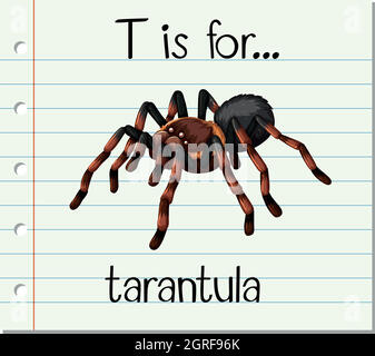 La lettera T della flashcard è per tarantula Illustrazione Vettoriale