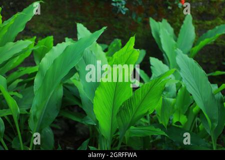 Una fotografia delle foglie di una pianta curmerica ben coltivata.(la curcuma è una pianta fiorente.curcuma longa della famiglia dello zenzero.) Colombo, Sri lanka. Foto Stock