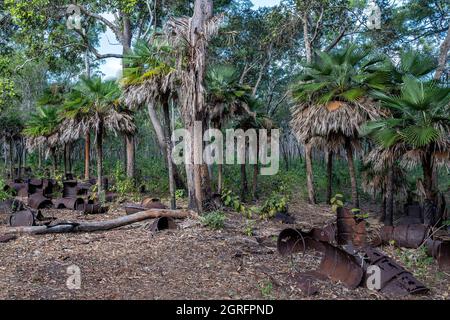 I tamburi di carburante arrugginiti sparsi nel bush vicino all'aeroporto di Bamaga sono ciò che rimane del deposito di carburante WW per Higgins Field, Bamaga, Penisola di Cape York. Foto Stock