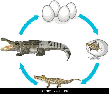 Ciclo di vita del coccodrillo su sfondo bianco Illustrazione Vettoriale