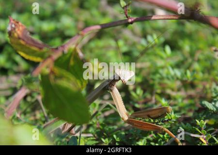 Adulto che prega mantis caccia per preda nell'orto estivo. Foto Stock