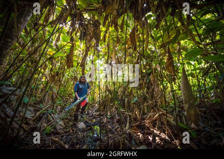 Francia, Frenche Guiana, Parc Amazonien de Guyane, Camopi, Wayãpi Amerindian raccogliere steli di aromani che saranno utilizzati per fare frecce Foto Stock