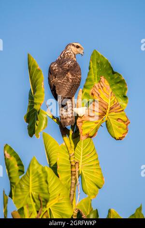 Francia, Guyana francese, paludi di Kaw, raptor Foto Stock