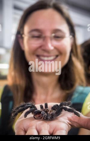 Francia, Guyana francese, comune di Roura, villaggio di cacao, le Planeur Bleu museo, donna che gestisce una tarantula molt Foto Stock