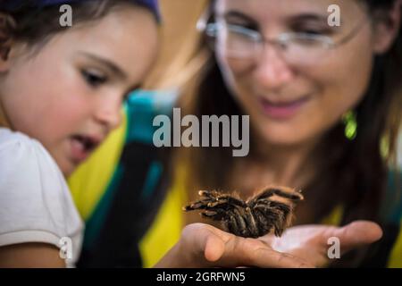 Francia, Guyana francese, comune di Roura, villaggio di cacao, le Planeur Bleu museo, una madre mostra sua figlia una tarantula molt Foto Stock