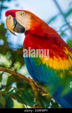 Francia, Guyana francese, Saül, Parc Amazonien de Guyane, Scarlet Macaw (Ara macao) Foto Stock