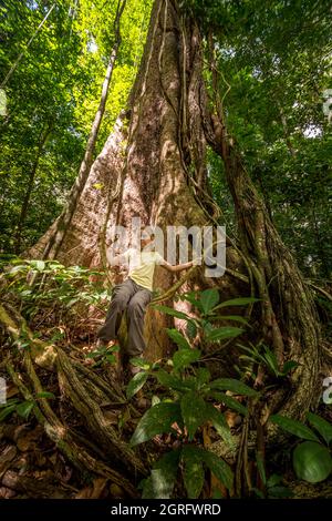 Francia, Guyana francese, Saül, Parc Amazonien de Guyane, bambino su un altalena su una liana nel sottobosco della foresta pluviale tropicale Foto Stock