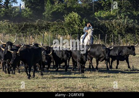Francia, Gard, Camargue, Generac, Cuille Ranch, smistamento dei tori Foto Stock