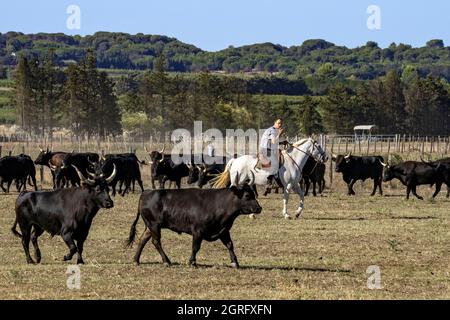 Francia, Gard, Camargue, Generac, Cuille Ranch, smistamento dei tori Foto Stock