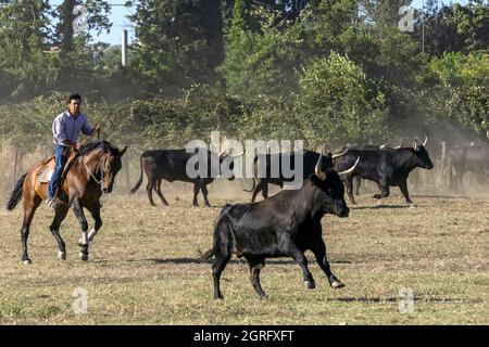 Francia, Gard, Camargue, Generac, Cuille Ranch, smistamento dei tori Foto Stock