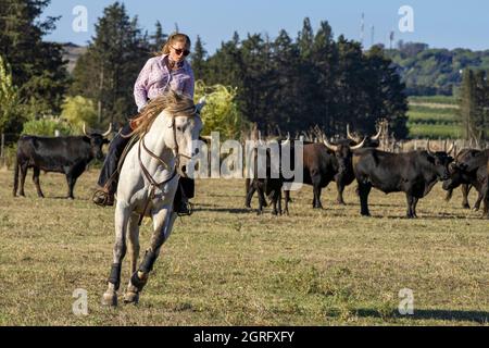 Francia, Gard, Camargue, Generac, Cuille Ranch, smistamento dei tori Foto Stock