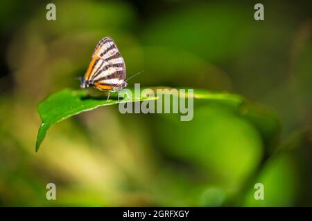 Francia, Guyana francese, Saül, farfalla nella sottobosco tropicale sul sentiero Roche Bateau, a Point Chaud Foto Stock