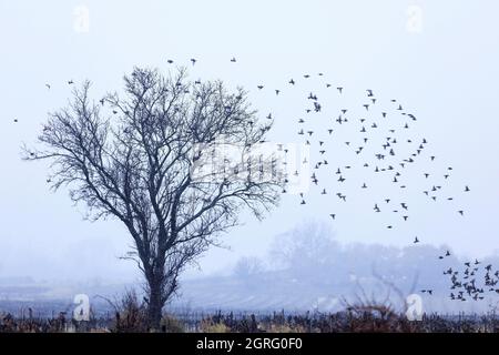 Francia, Bocche del Rodano, Pays d'Aix, Puyloubier, albero nelle vigne, uccelli, nebbia Foto Stock