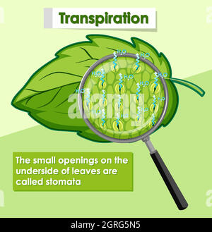 Diagramma che mostra la traspirazione in pianta Illustrazione Vettoriale