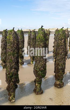 Francia, Somme (80), Baie de Somme, Quend-Plage, cozze Bouchot sulla spiaggia Foto Stock