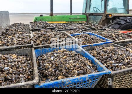 Francia, Somme (80), Baie de Somme, Quend-Plage, Mussel Farmers raccolgono cozze di bouchot, il prelavaggio è l'ultima operazione prima del ritorno; i due trattori sono affiancati e una pompa è installata per alimentare il lavatore e servire come getto d'acqua; le scatole di mitili vengono svuotate una ad una nella macchina che elimina gran parte delle cozze sovradimensionate, i granai (piccole conchiglie bianche attaccate su di esse), le alghe, le cozze rotte, ecc.. All'uscita dalla macchina, il raccolto viene nuovamente messo in scatole Foto Stock