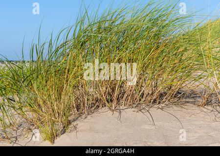 Francia, Somme (80), Authie Bay, Fort-Mahon, flora della baia della Somme e della costa della Piccardia, Elymus farctus in fondo alla duna, a contatto con spruzzi di mare e sale Foto Stock