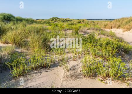 Francia, Somme (80), Authie Bay, Fort-Mahon, flora della baia della Somme e la costa della Piccardia, Euphorbia paralias sulla duna posteriore Foto Stock