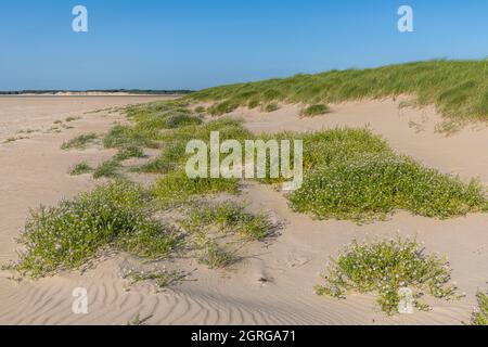 Francia, Somme (80), Authie Bay, Fort-Mahon, flora della baia della Somme e la costa della Piccardia, Cakile maritima ai piedi delle dune sulla riva del mare Foto Stock