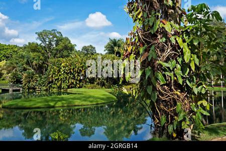 BRUMADINHO, MINAS GERAIS, BRASILE - 17 GENNAIO 2018: Giardino tropicale all'Instituto Inhotim (Istituto Inhotim) Foto Stock