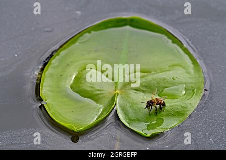 Francia, Doubs, flora acquatica, giglio di acqua bianca (Nymphaea alba), acqua potabile delle api Foto Stock