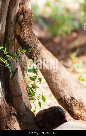 Kenya, Parco Nazionale di Tsavo Ovest, zampa anteriore di leone (Panthera leo) Foto Stock